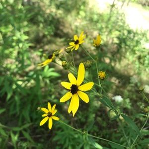 Meet your Posher, Savannah